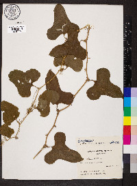 Smilax bona-nox image