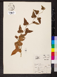 Smilax bona-nox image