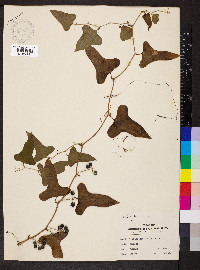 Smilax bona-nox image