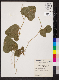 Smilax bona-nox image