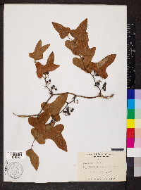 Smilax bona-nox image