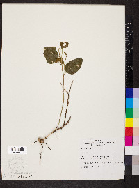 Smilax bona-nox image