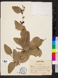 Smilax brasiliensis image