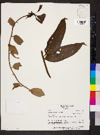 Bomarea multiflora image