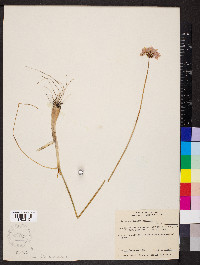 Allium stellatum image