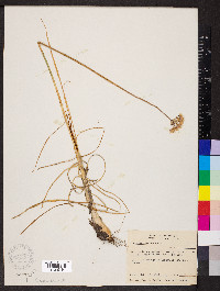 Allium stellatum image