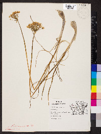 Allium stellatum image