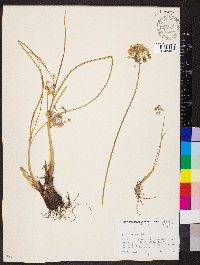 Allium cernuum image