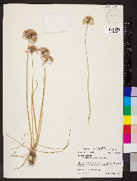 Allium canadense var. mobilense image