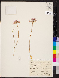 Allium acuminatum image