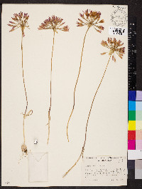 Allium acuminatum image