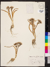 Allium anceps image