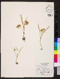 Allium brandegeei image