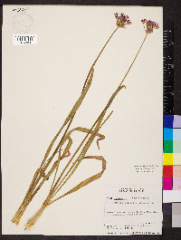 Allium brevistylum image