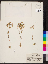 Allium campanulatum image