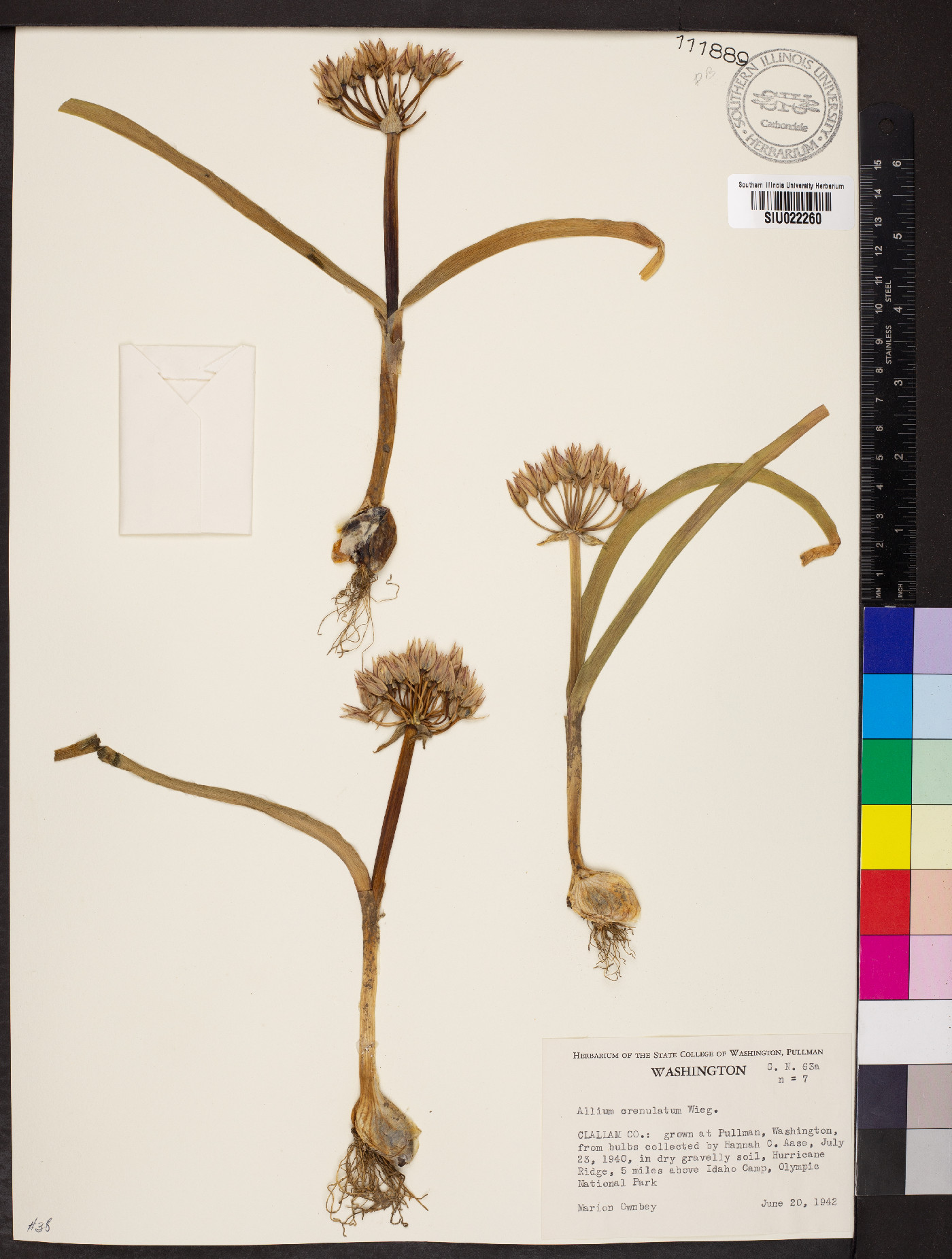 Allium crenulatum image