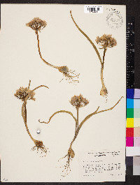 Allium crenulatum image