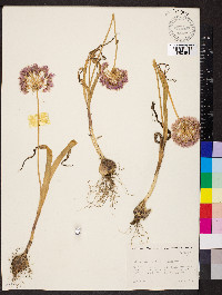 Allium douglasii image