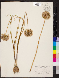 Allium douglasii image