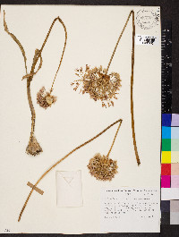 Allium douglasii image