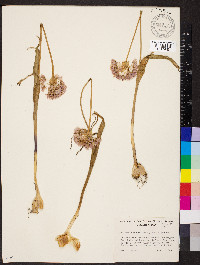 Allium douglasii image