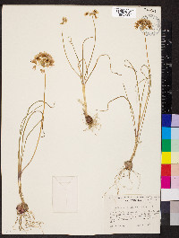 Allium douglasii image