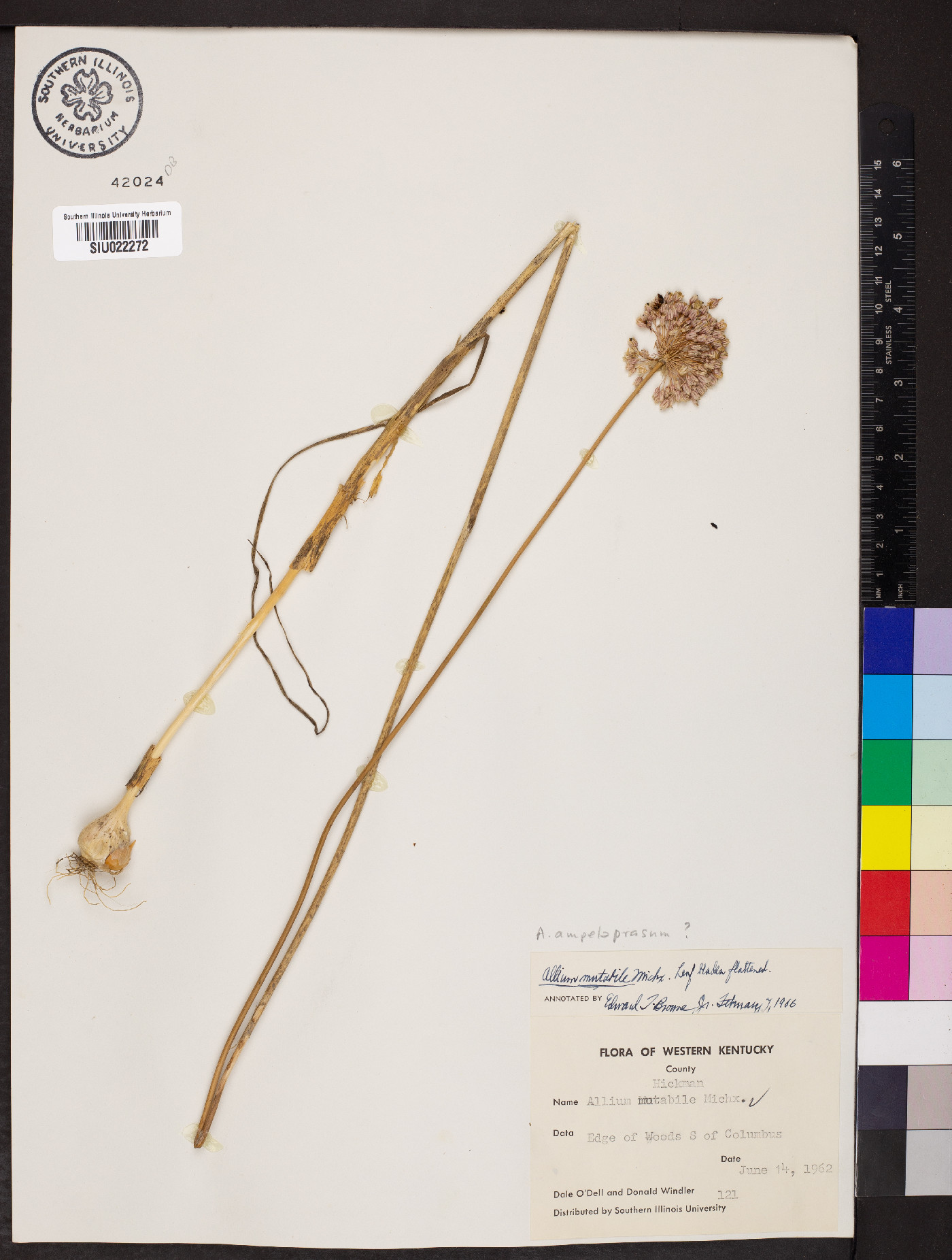 Allium canadense var. mobilense image