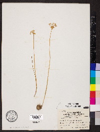 Allium canadense var. mobilense image