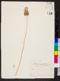 Allium paniculatum image