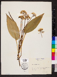 Allium ursinum image
