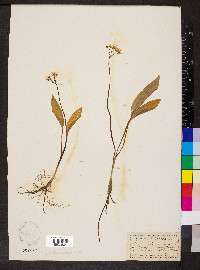 Allium ursinum image