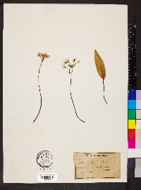 Allium ursinum image