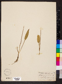 Allium ursinum image