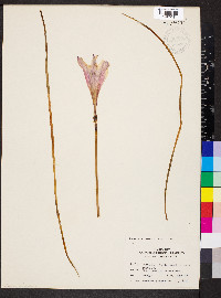 Cooperia pedunculata image