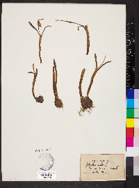 Galanthus nivalis image