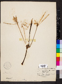 Hymenocallis occidentalis image