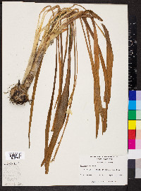 Leucojum aestivum image