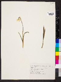 Leucojum vernum image