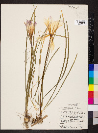 Zephyranthes atamasco image