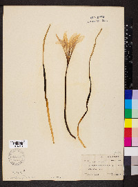 Zephyranthes atamasco image