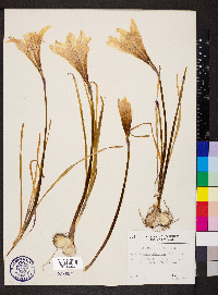 Zephyranthes atamasco image