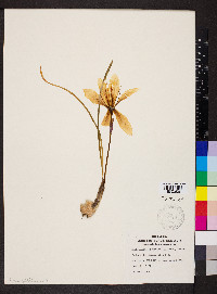 Zephyranthes treatiae image