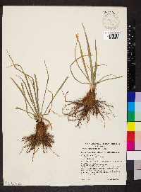 Dichopogon strictus image