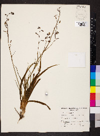 Dichopogon strictus image