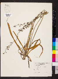 Dichopogon strictus image