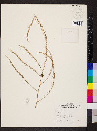 Asparagus officinalis image