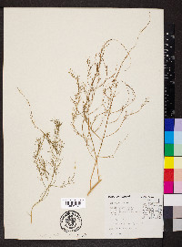 Asparagus officinalis image