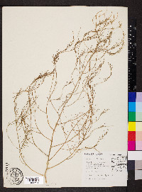 Asparagus officinalis image