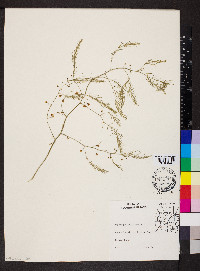 Asparagus officinalis image