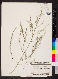 Asparagus officinalis image